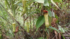 Nepenthes distillatoria