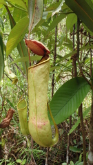 Nepenthes distillatoria