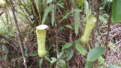 Nepenthes distillatoria