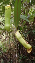 Nepenthes distillatoria