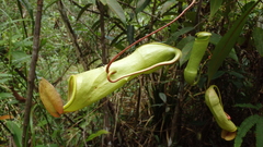 Nepenthes distillatoria