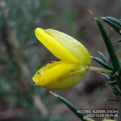 Ulex jussiaei