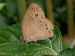 Mycalesis perseoides