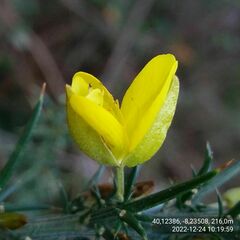 Ulex jussiaei