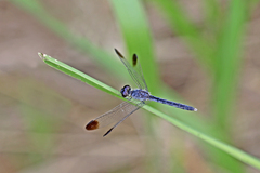 Diplacodes nebulosa