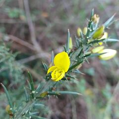 Ulex jussiaei