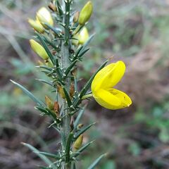 Ulex jussiaei