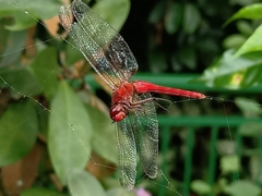Crocothemis servilia