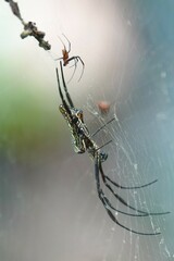 Trichonephila antipodiana
