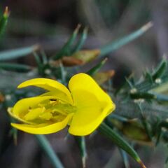 Ulex jussiaei