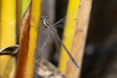 Archiargiolestes parvulus