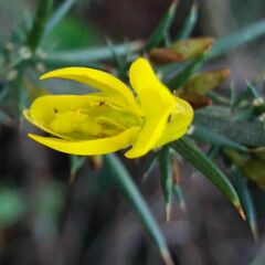Ulex jussiaei