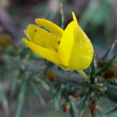 Ulex jussiaei