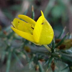 Ulex jussiaei