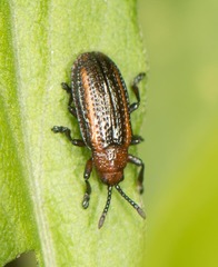 Microrhopala vittata