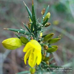 Ulex jussiaei