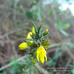 Ulex jussiaei