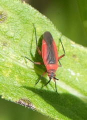 Lopidea instabilis