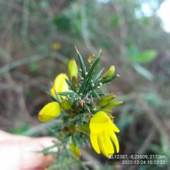 Ulex jussiaei