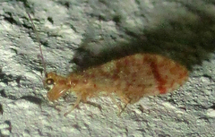 Mucroberotha vesicaria