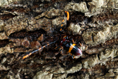 Trachyderes elegans