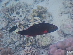 Oxycheilinus digramma