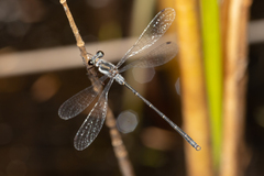 Archiargiolestes parvulus