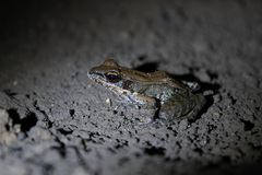 Sylvirana mortenseni