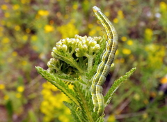 Heliothis