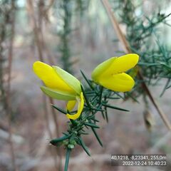 Ulex jussiaei