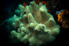 Lobophytum sarcophytoides