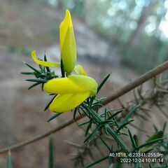 Ulex jussiaei