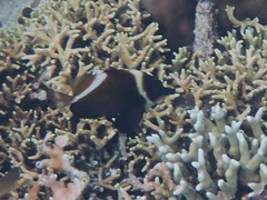 Heniochus varius