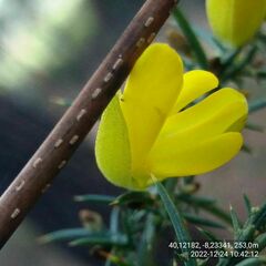Ulex jussiaei