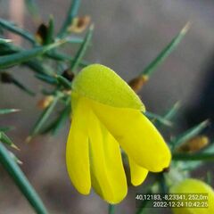 Ulex jussiaei