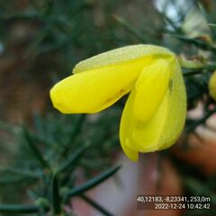 Ulex jussiaei