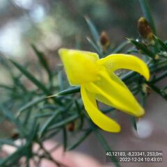 Ulex jussiaei