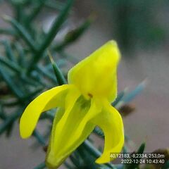 Ulex jussiaei