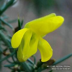 Ulex jussiaei