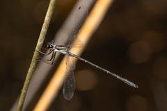 Archiargiolestes parvulus