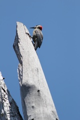 Melanerpes superciliaris