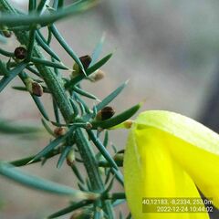 Ulex jussiaei