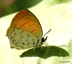 Drupadia ravindra