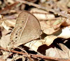 Mycalesis perseoides