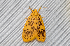 Huangilene pseudolutara