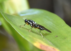 Raphiocera