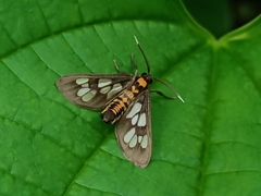 Eressa confinis