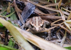 Discoglossus galganoi