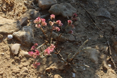 Salsoloideae