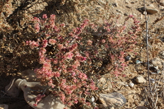 Anabasis articulata
